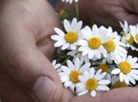 Svaka boljka ima svoju biljku! – Balkanske cvetne esencije
